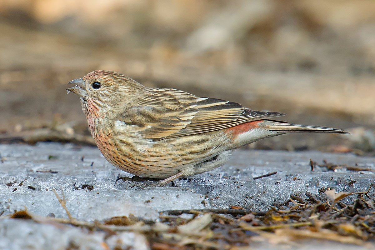 Pallas's Rosefinch Carpodacus roseus