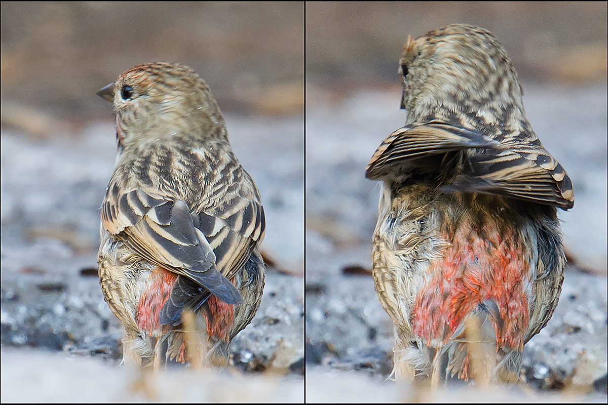 Pallas's Rosefinch Carpodacus roseus