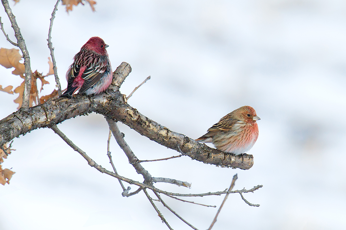 Pallas's Rosefinch Carpodacus roseus