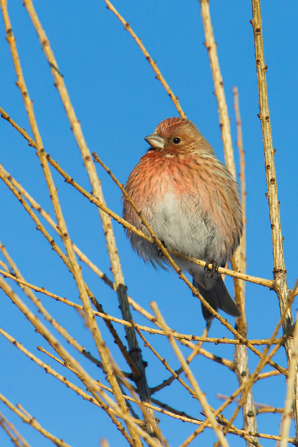 Pallas's Rosefinch Carpodacus roseus