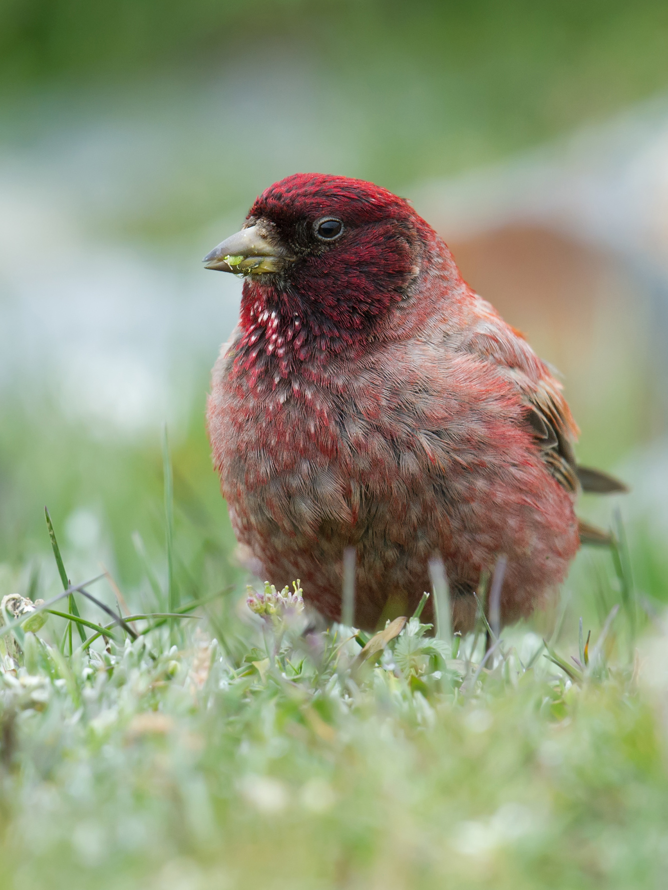 Tibetan Rosefinch