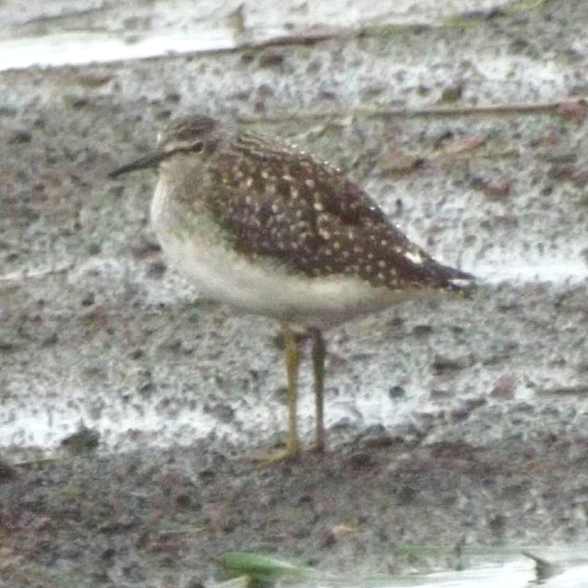 wood sandpiper