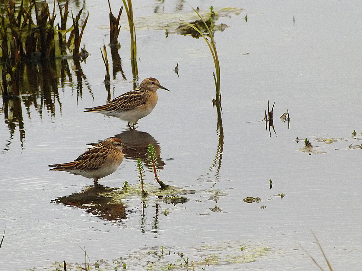 Sharp-tailed Sandpiper