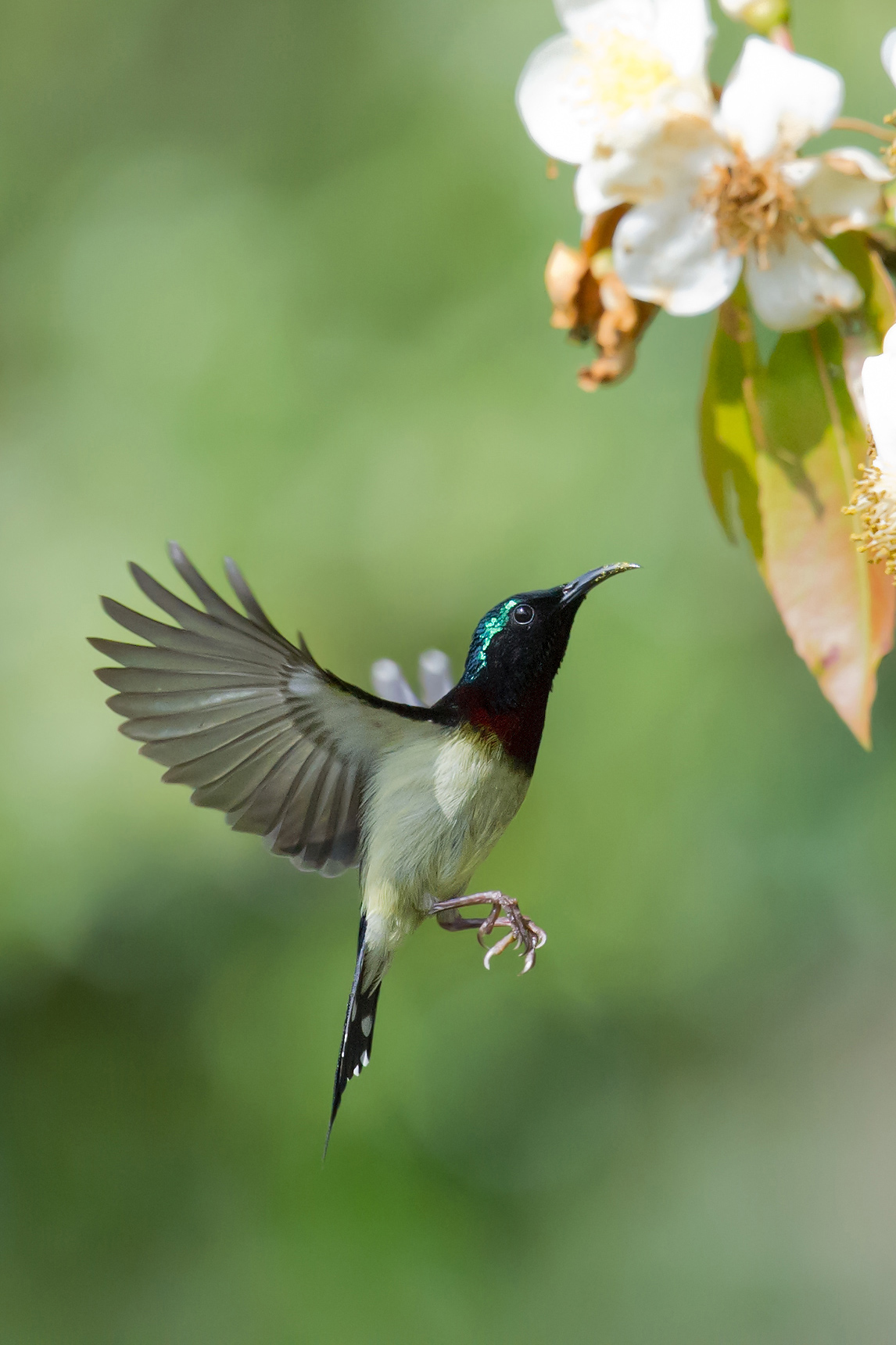 Fork-tailed Sunbird