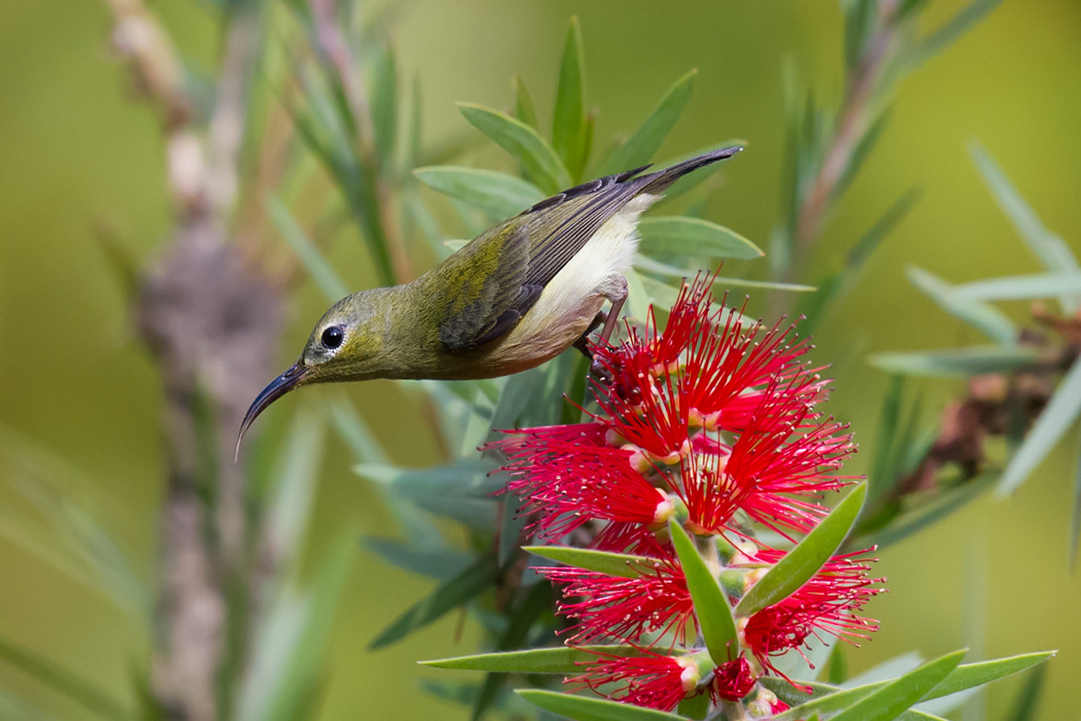 Fork-tailed Sunbird