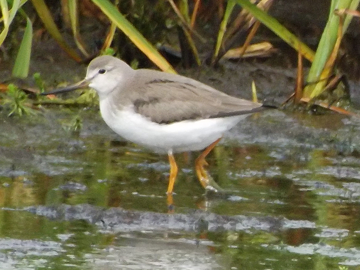 terek sandpiper