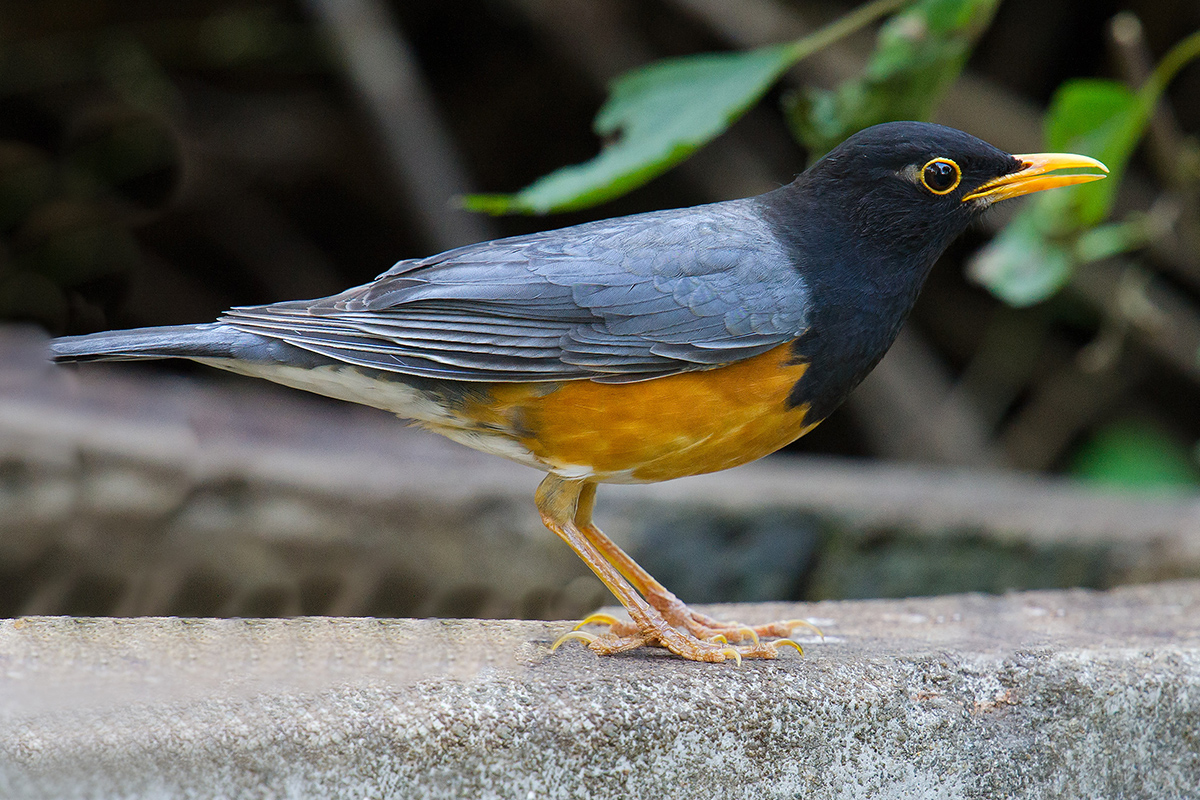 Black-breasted Thrush