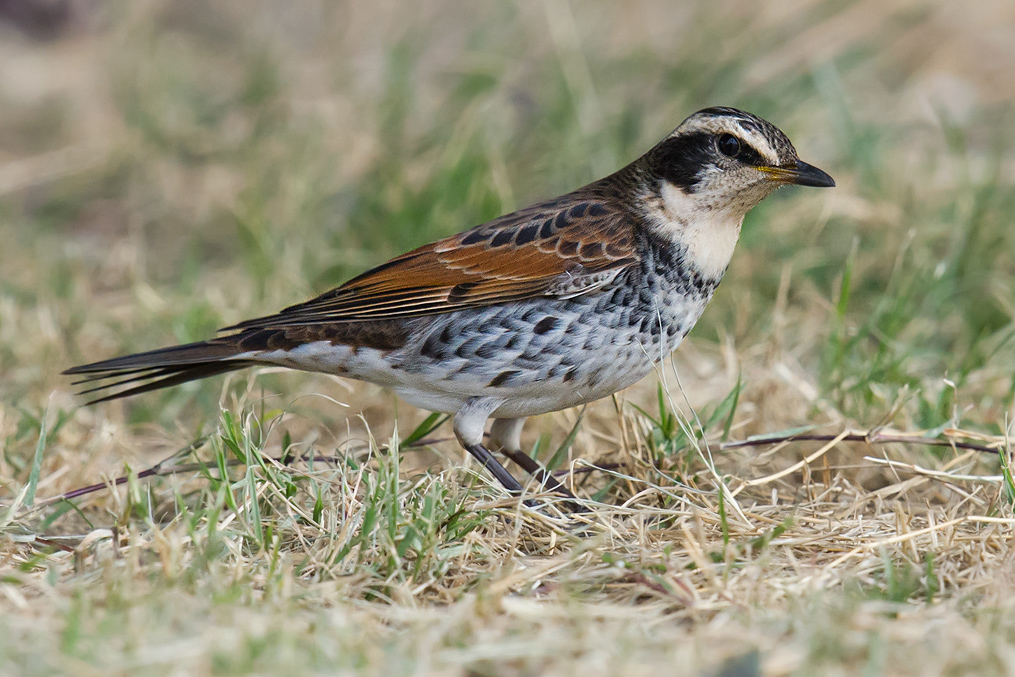 Dusky Thrush