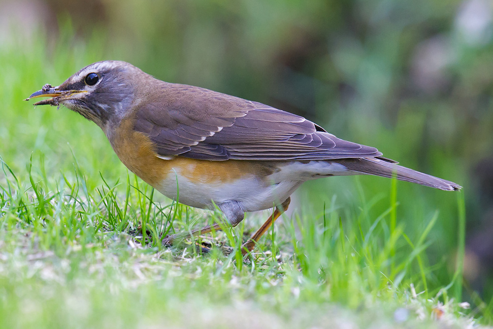 Eyebrowed Thrush