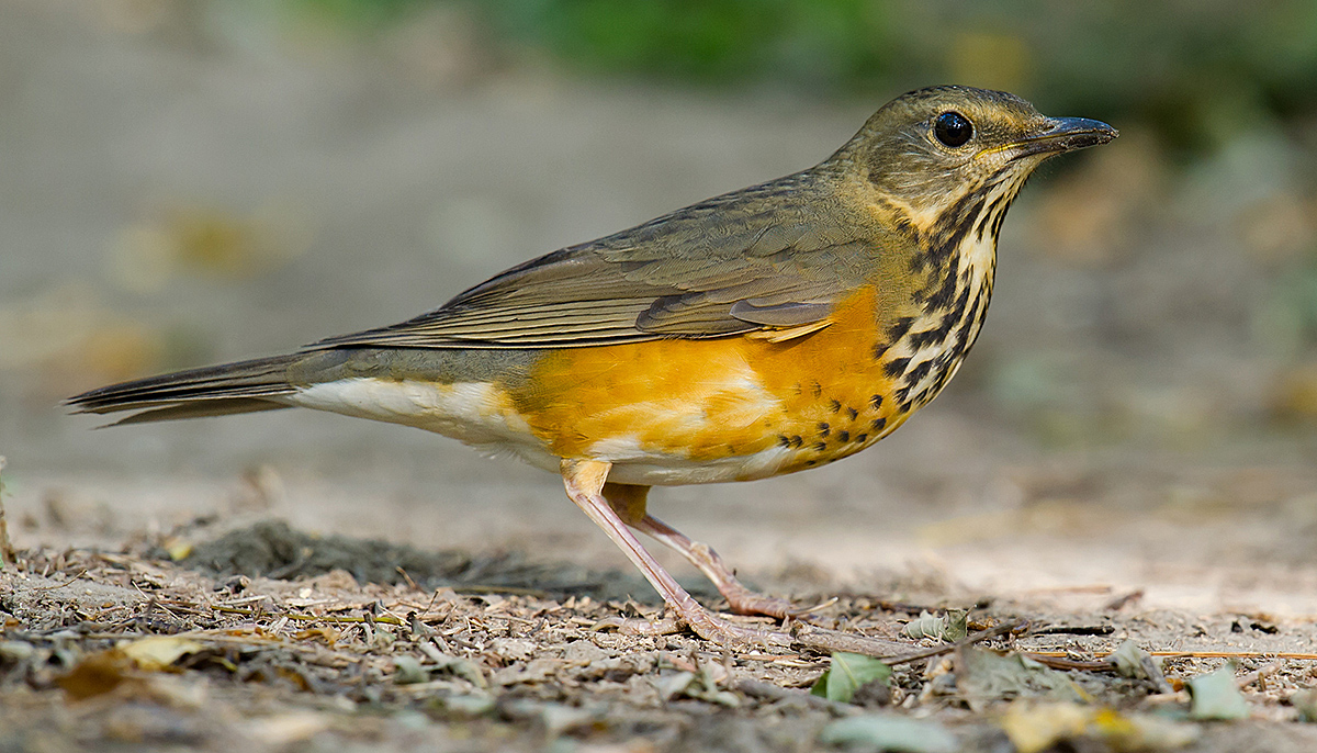 Grey-backed Thrush