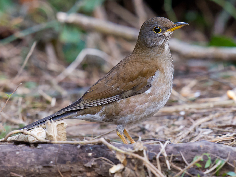 Pale Thrush