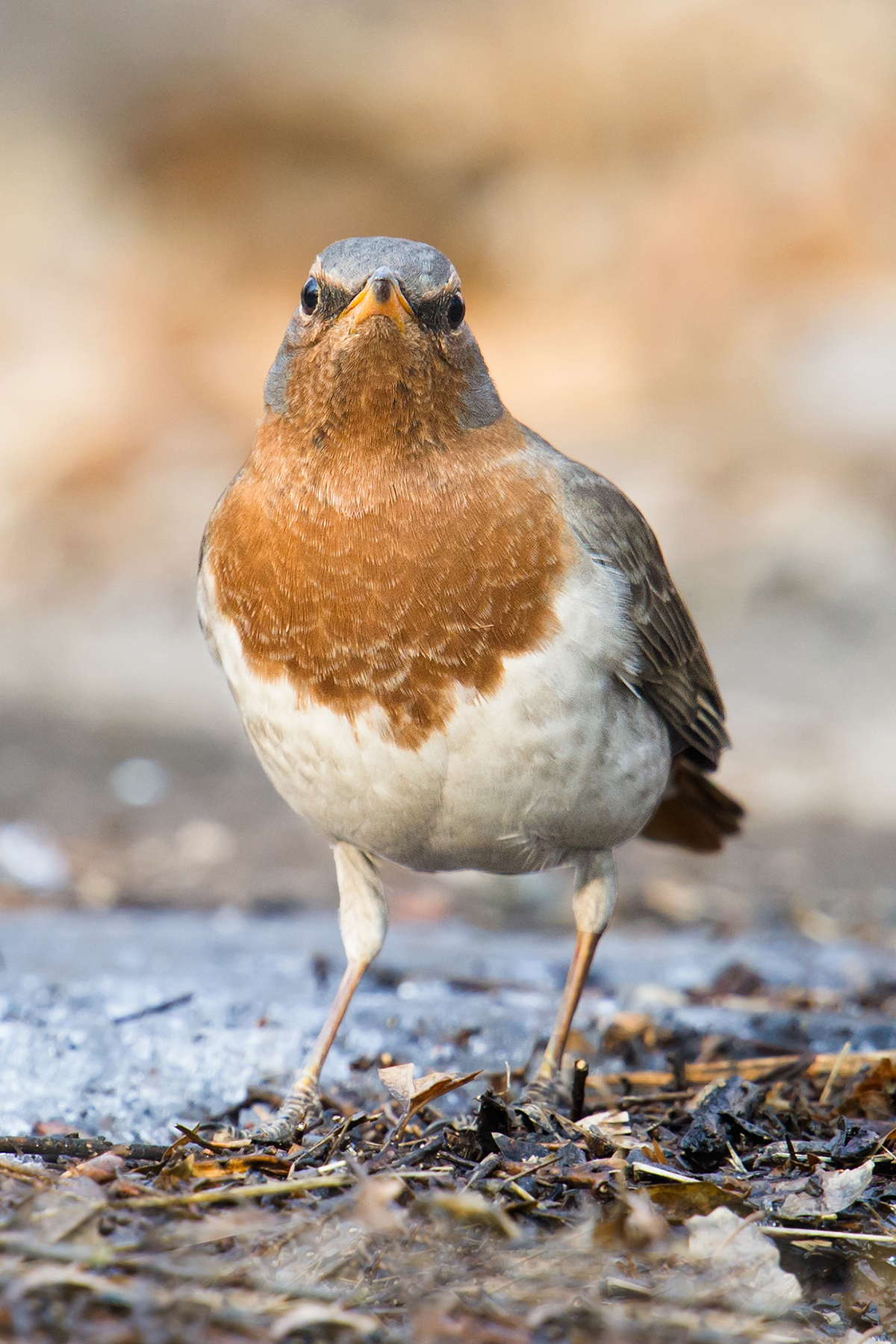 Red-throated Thrush