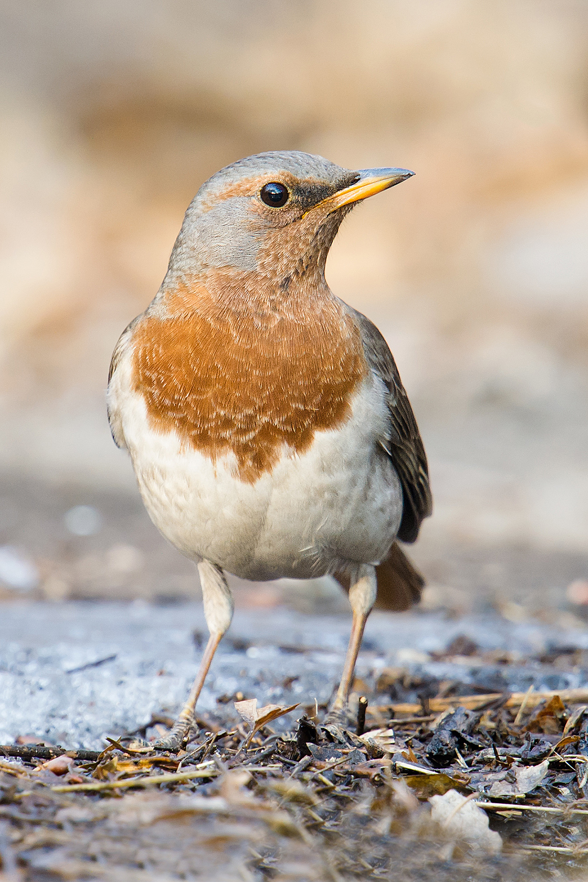 Red-throated Thrush