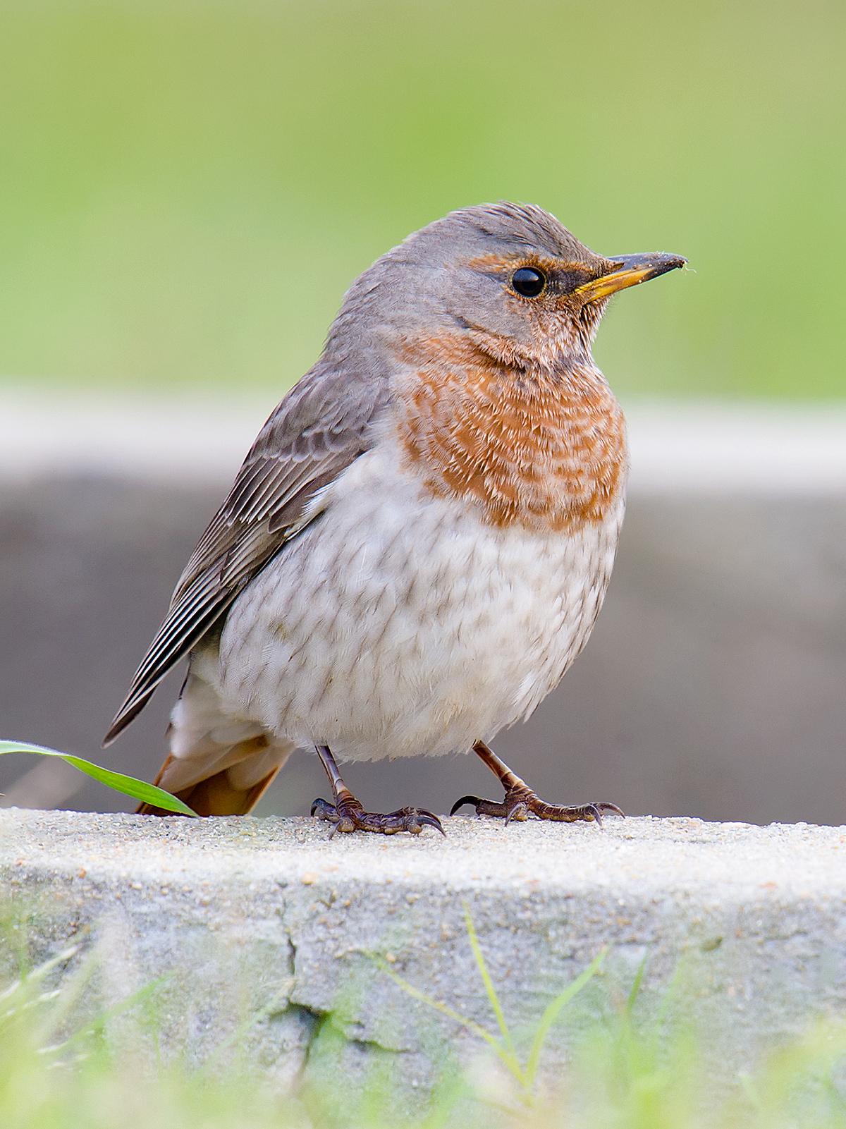 Red-throated Thrush