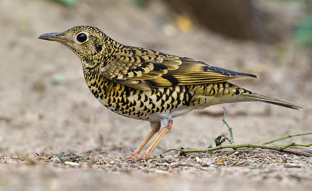 White's Thrush