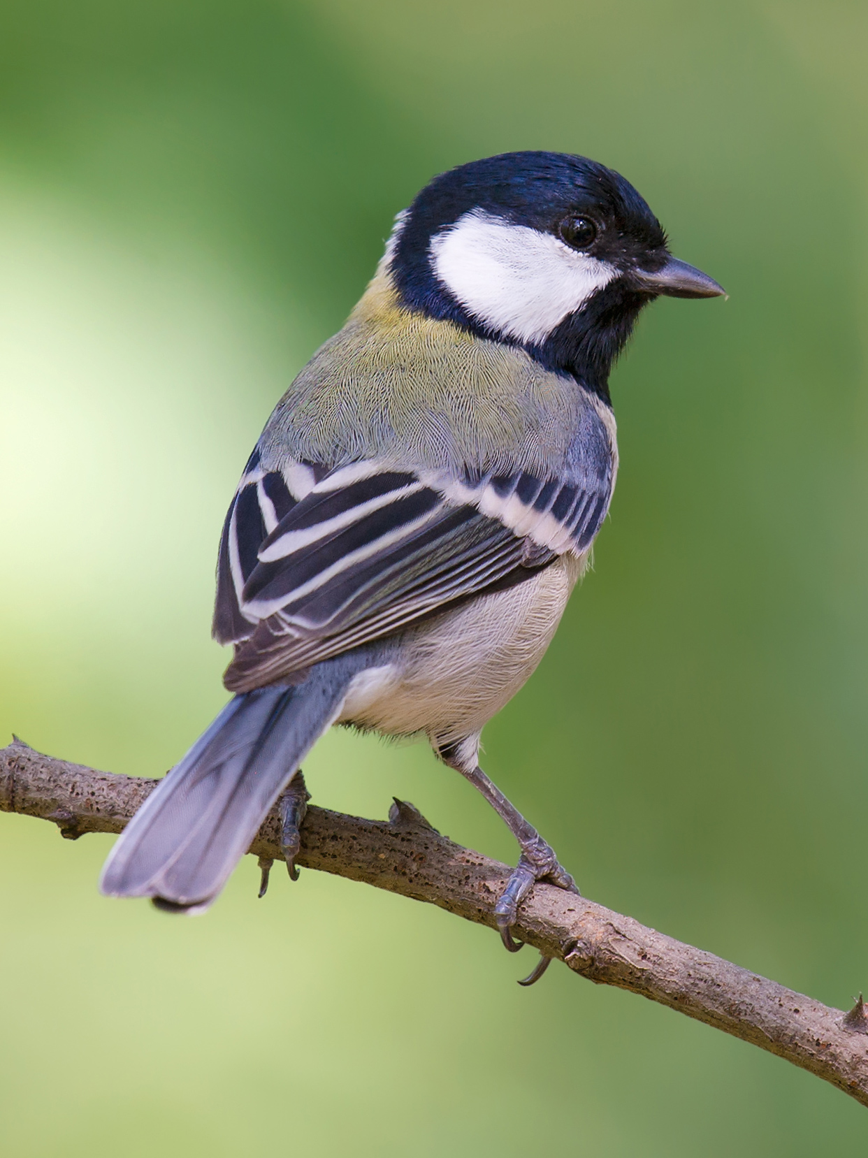 Japanese Tit