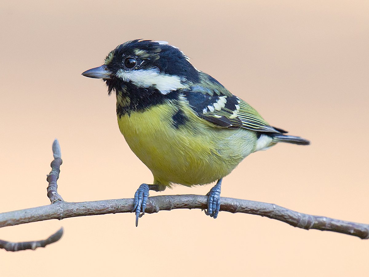 Yellow-bellied Tit