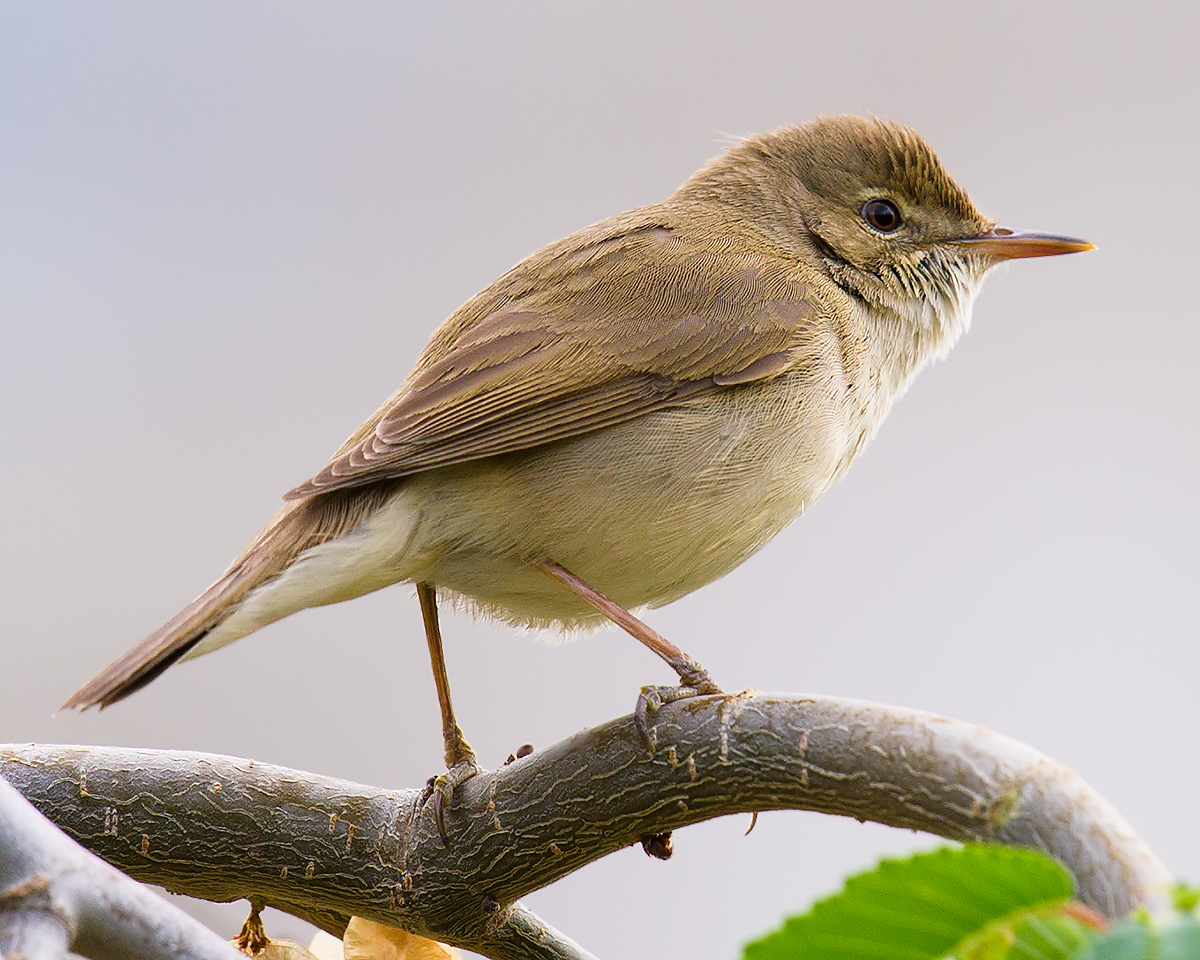 Blyth's Reed Warbler