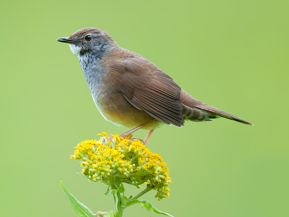 Spotted Bush Warbler