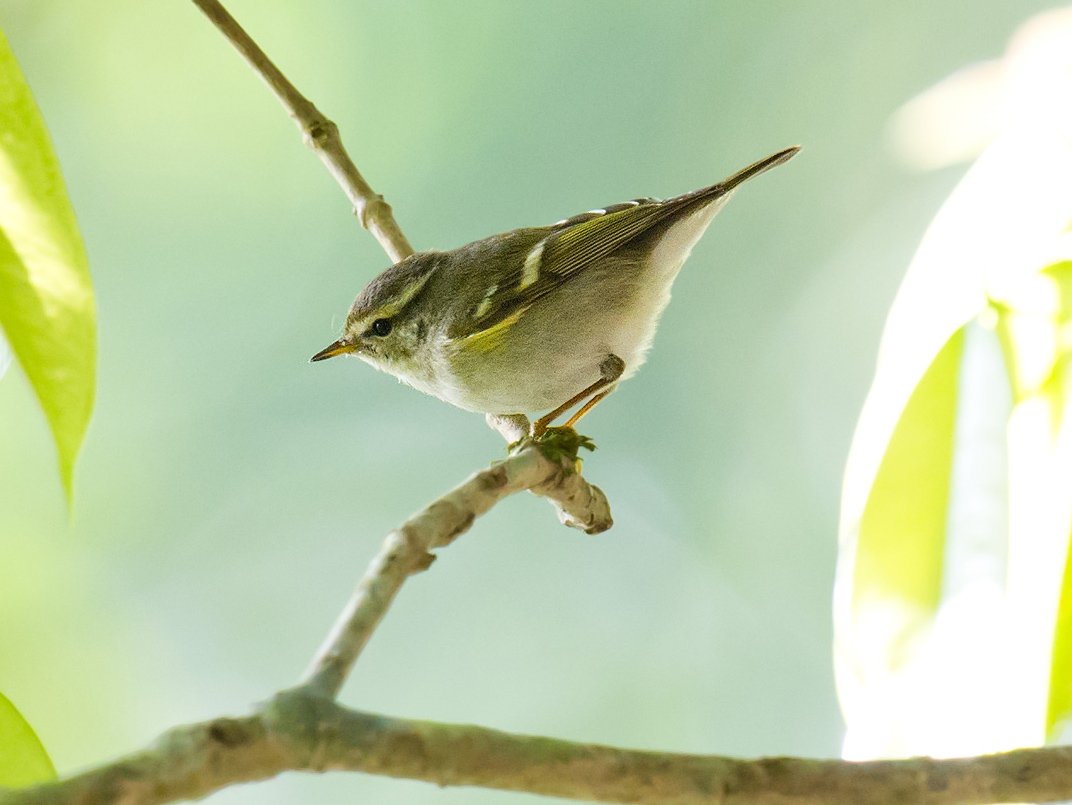 Yellow-browed Warbler