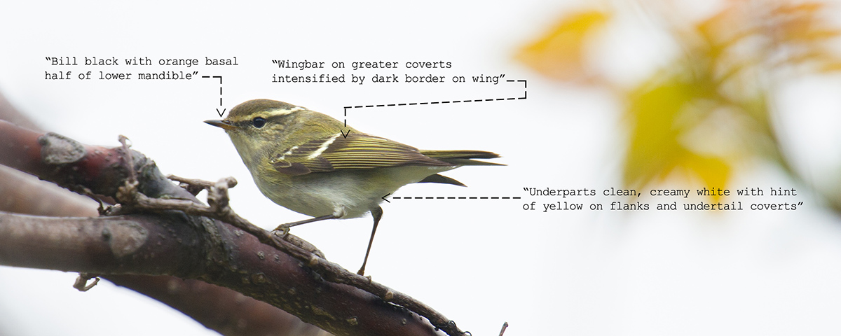 Yellow-browed Warbler