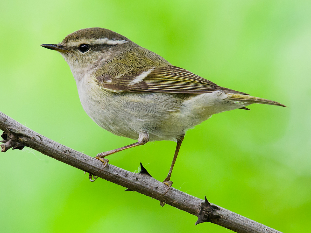 Yellow-browed Warbler