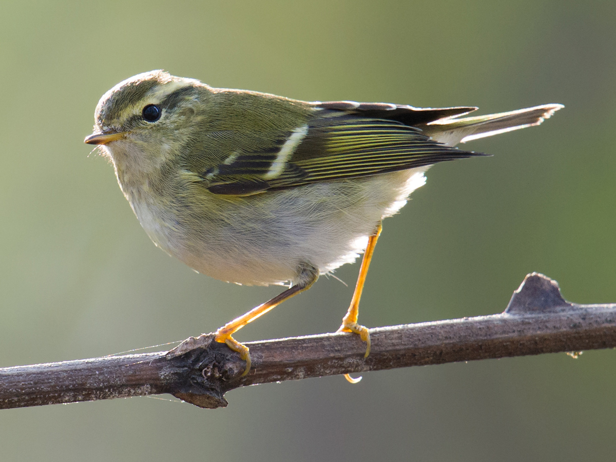 Yellow-browed Warbler