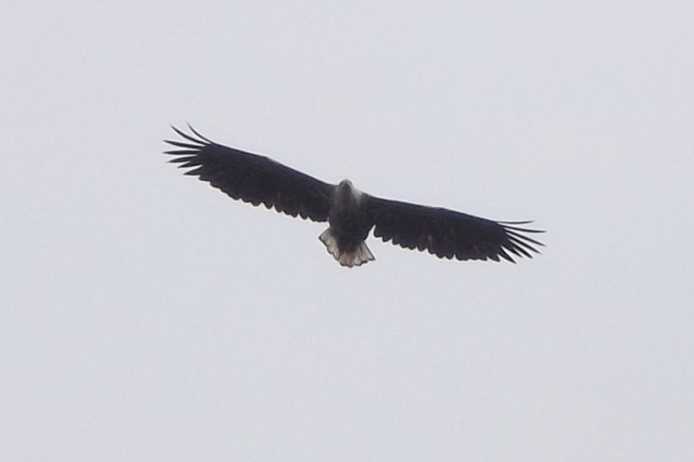 eagle