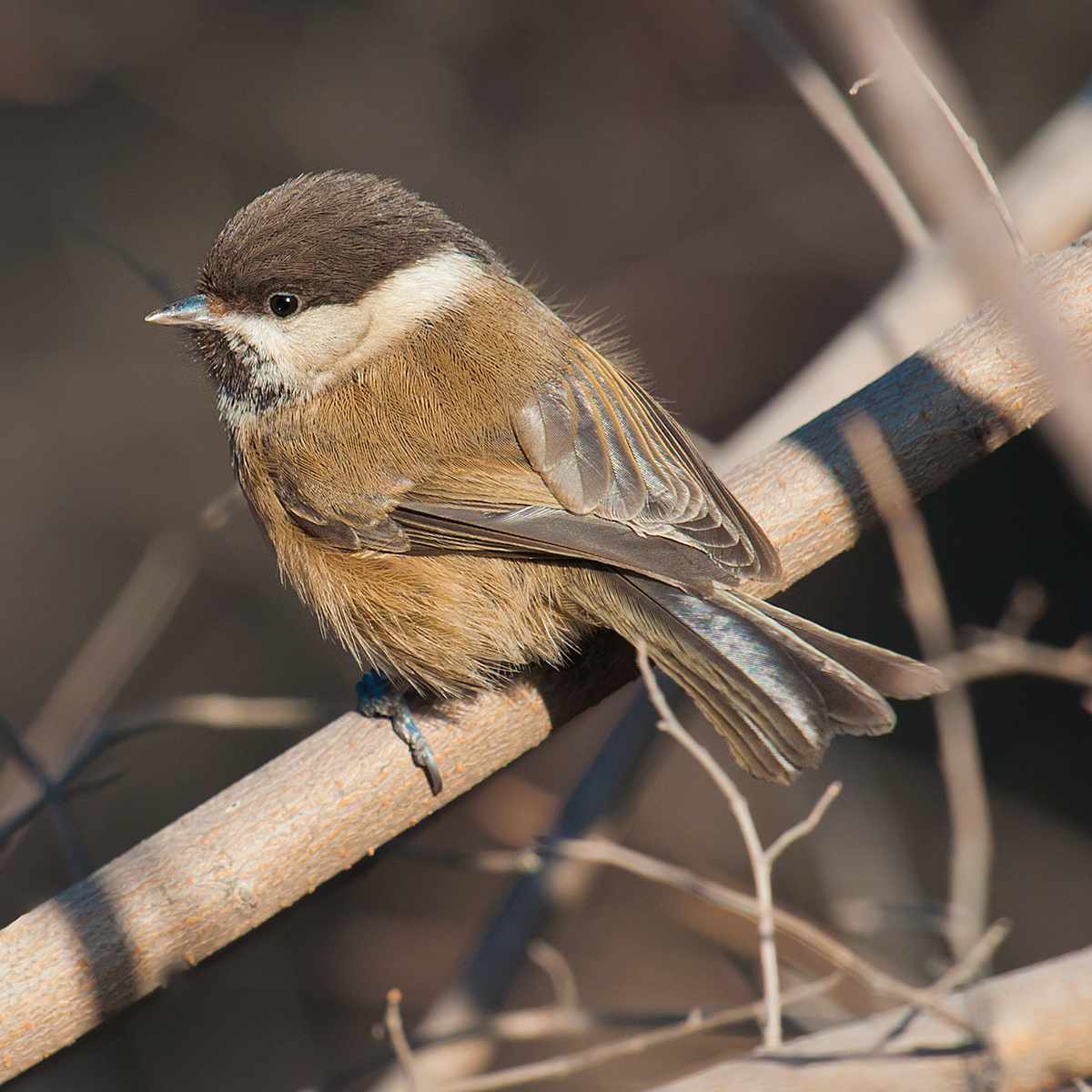 Willow Tit or Songar Tit