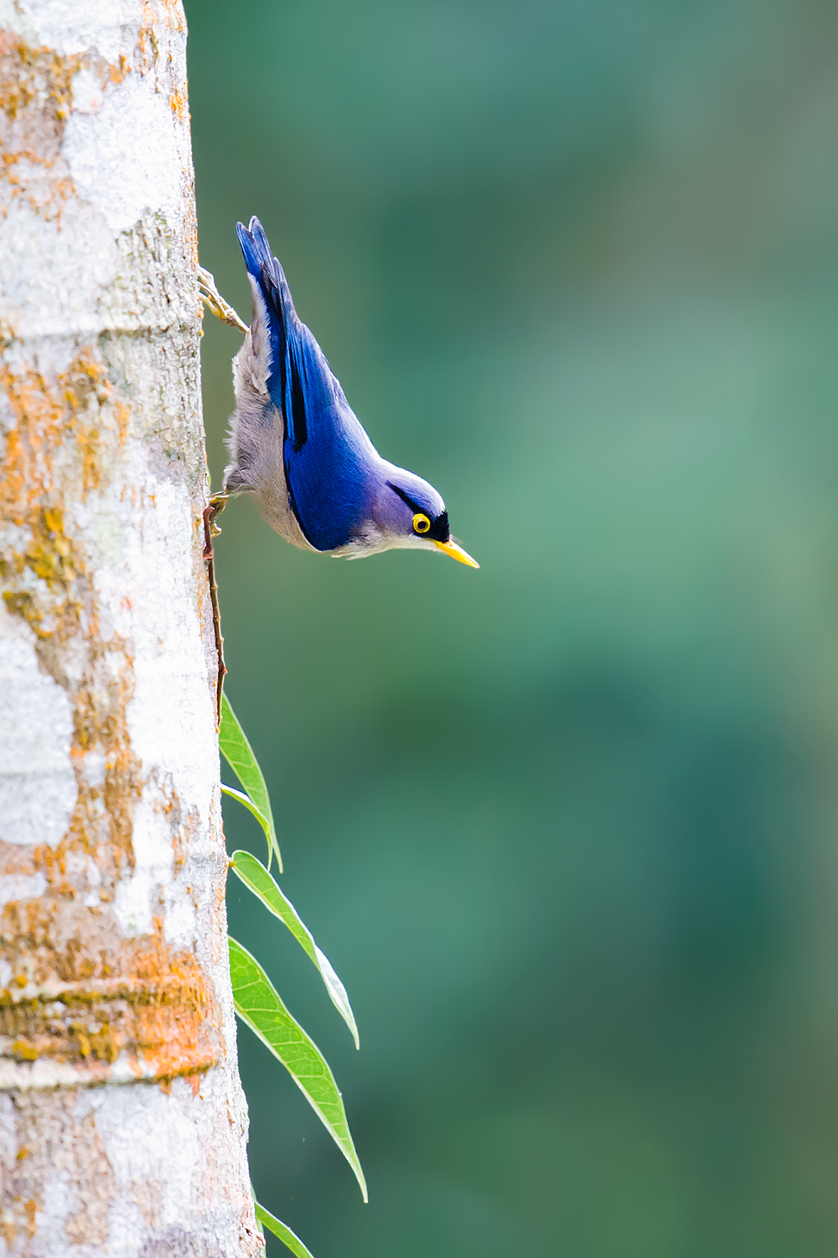 Yellow-billed Nuthatch