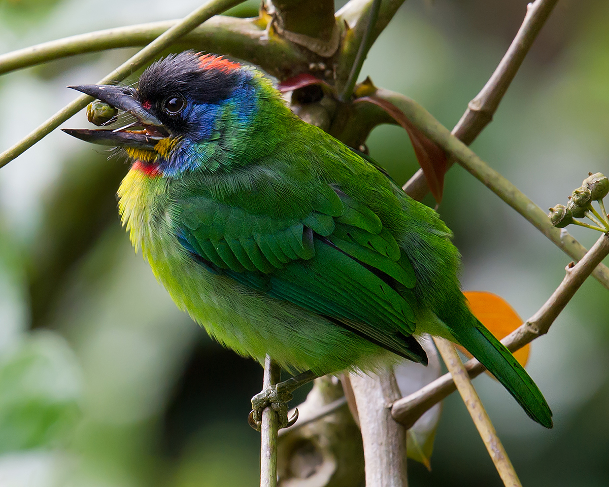 Chinese Barbet