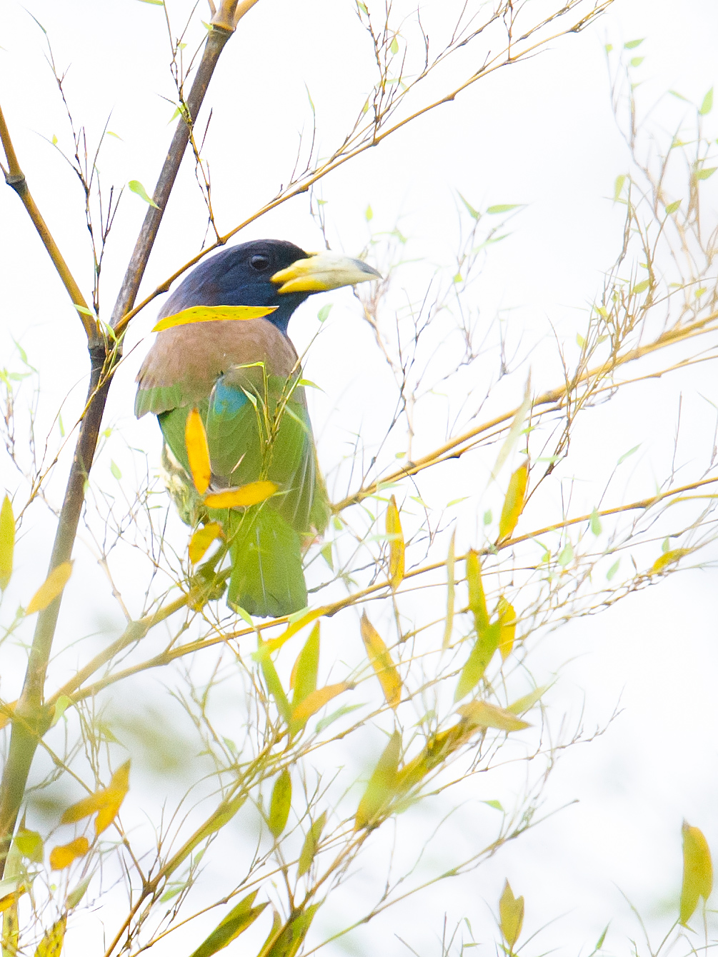 Great Barbet