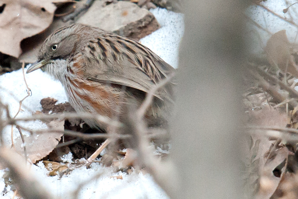 Beijing Babbler