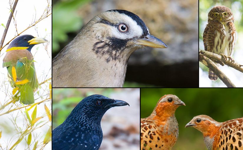 Birds of Tianmu