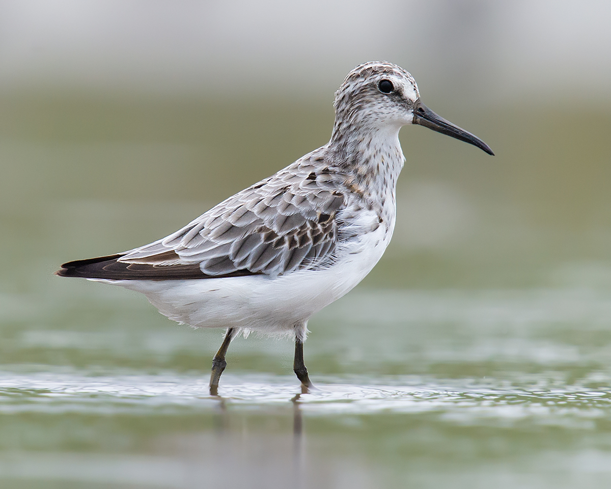 Broad-billed Sandpiper