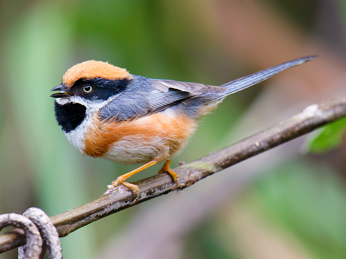 Black-throated Bushtit