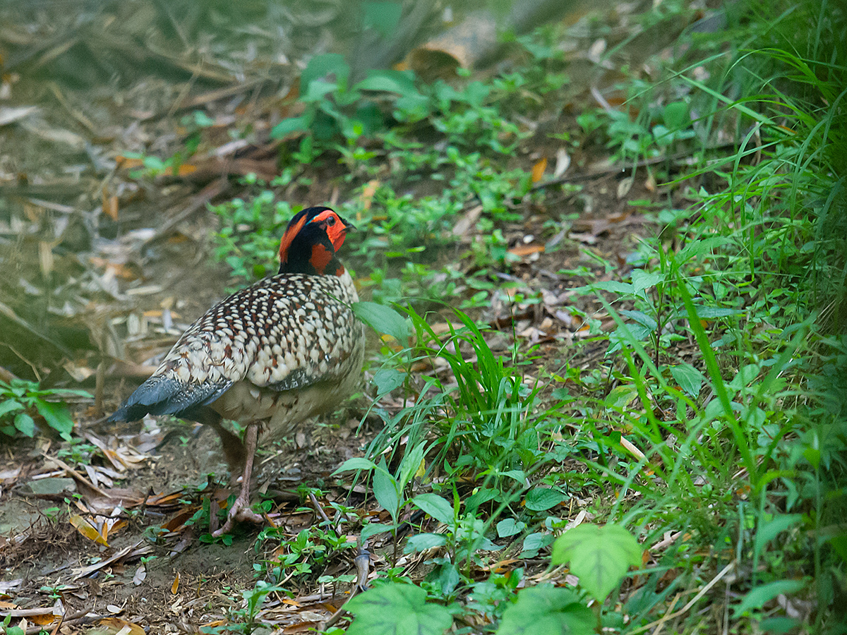 Cabot's Tragopan