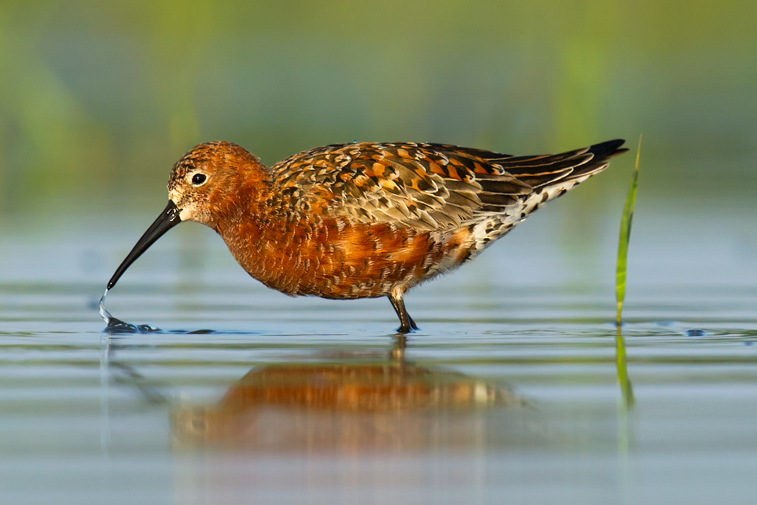 Curlew Sandpiper