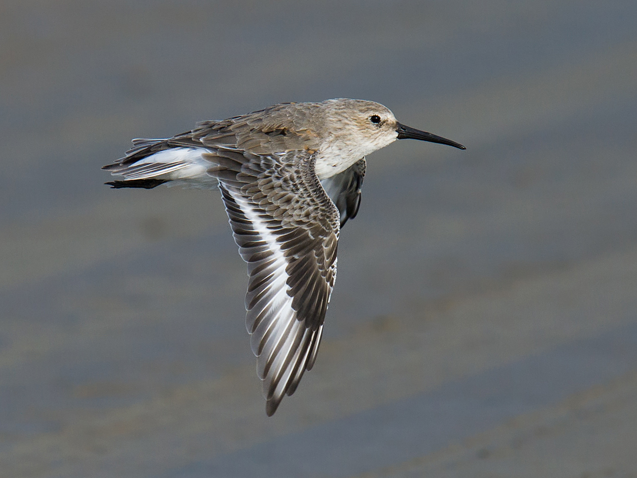 Dunlin