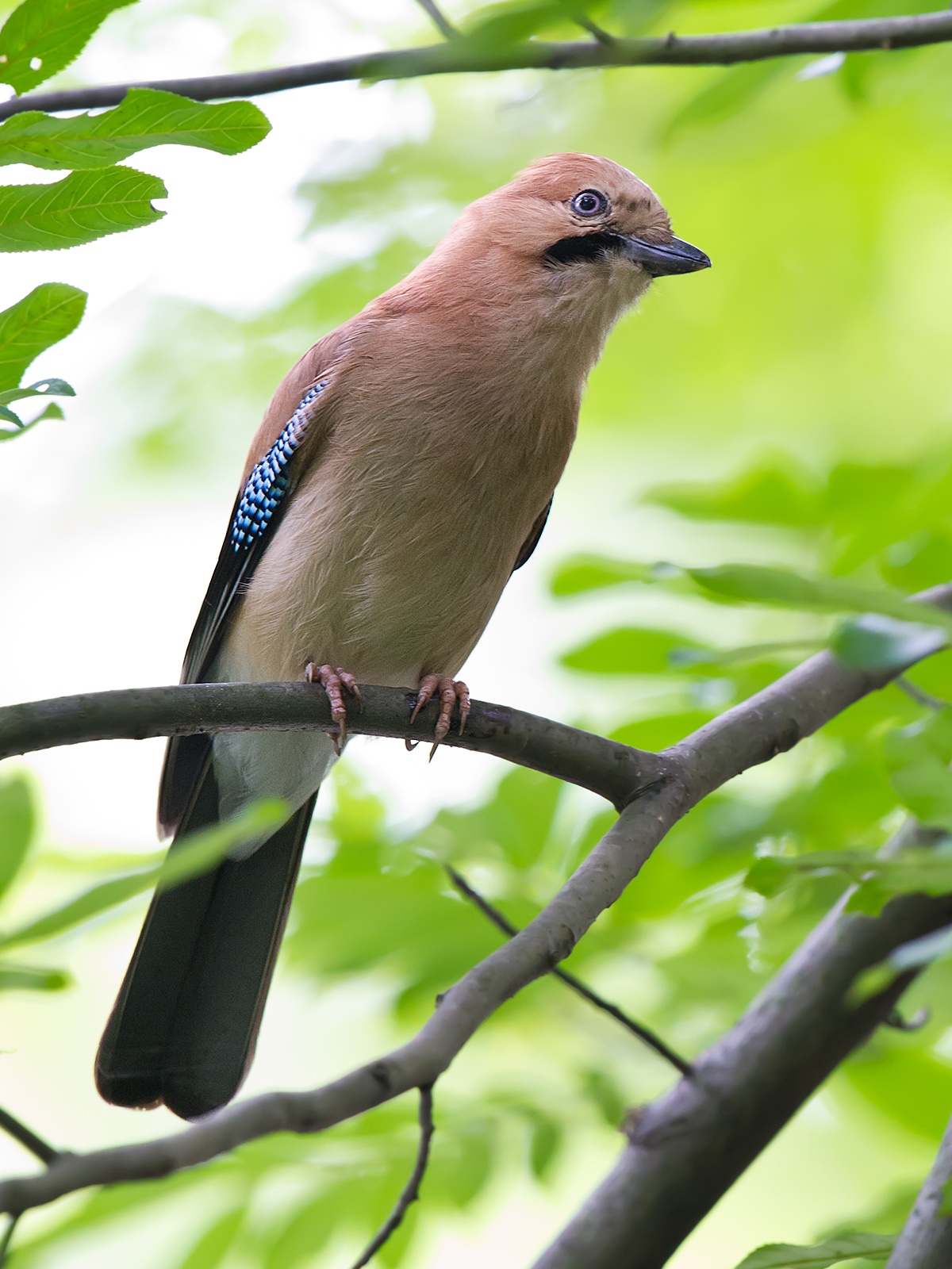 Eurasian Jay