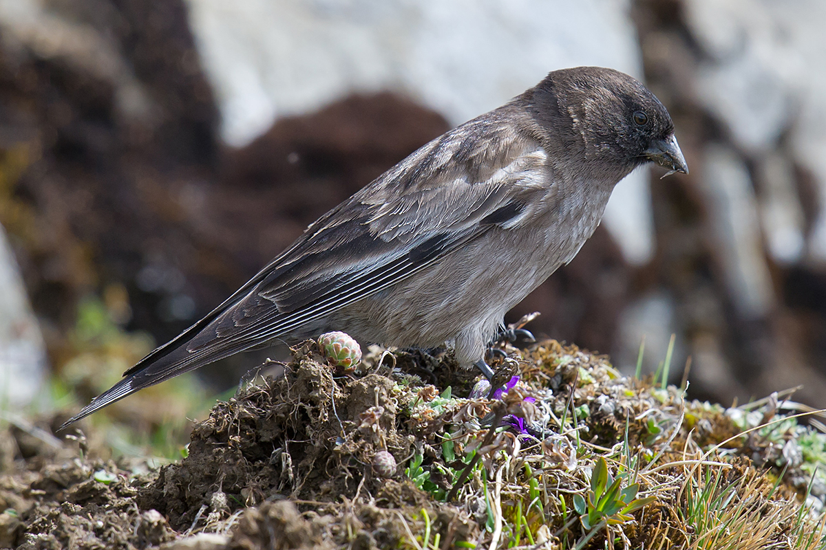 Brandt's Mountain Finch