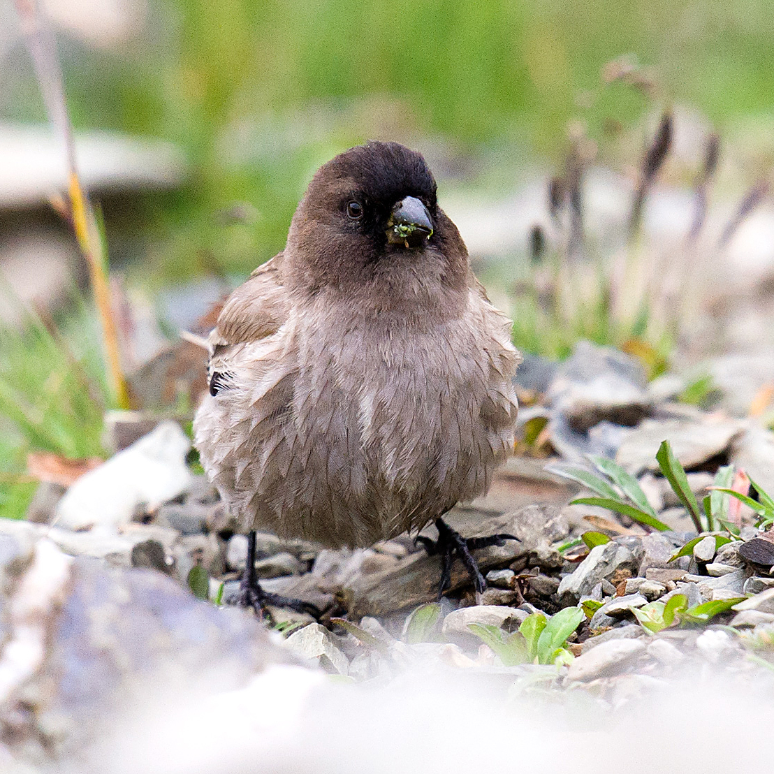 Brandt's Mountain Finch