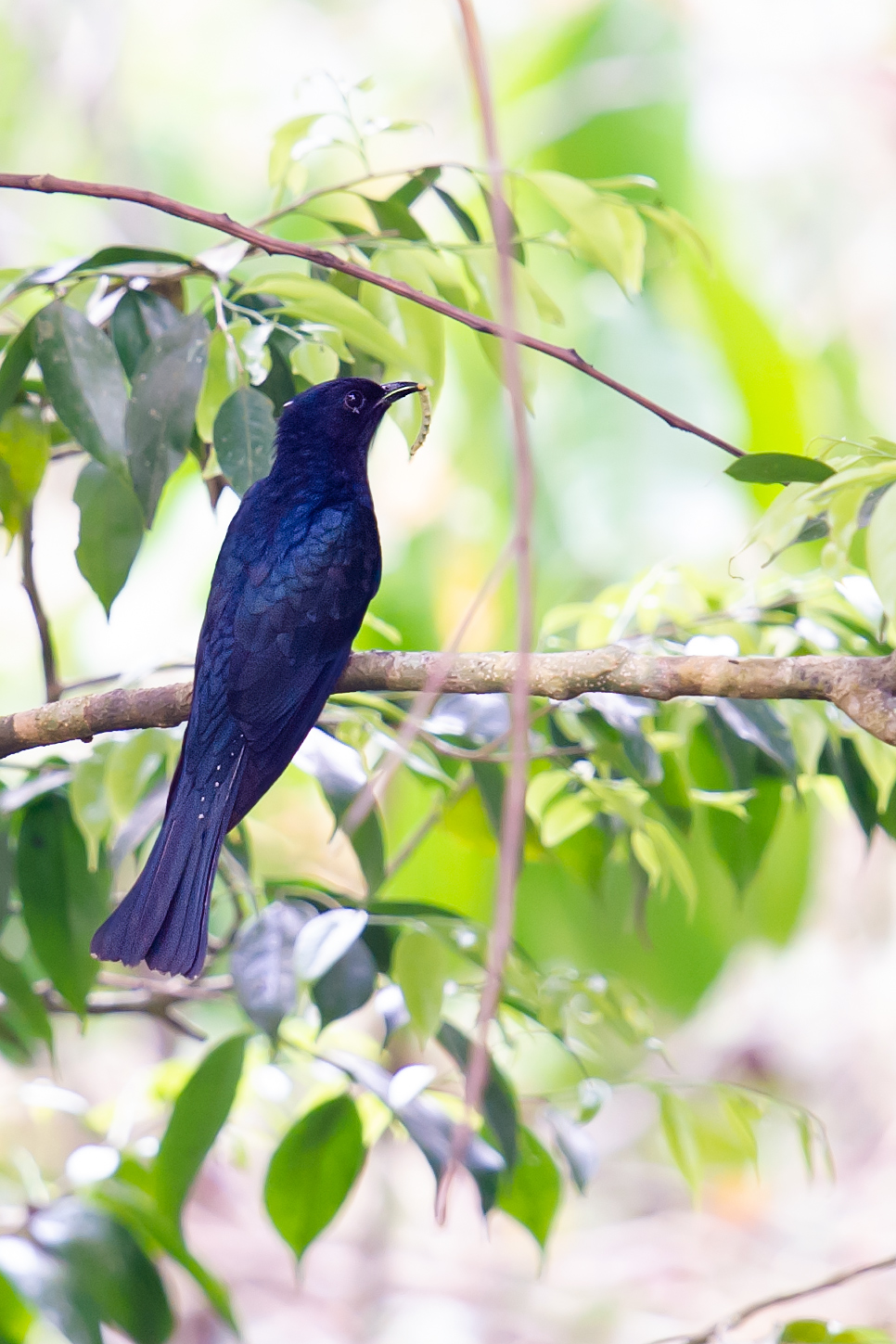 Square-tailed Drongo-Cuckoo