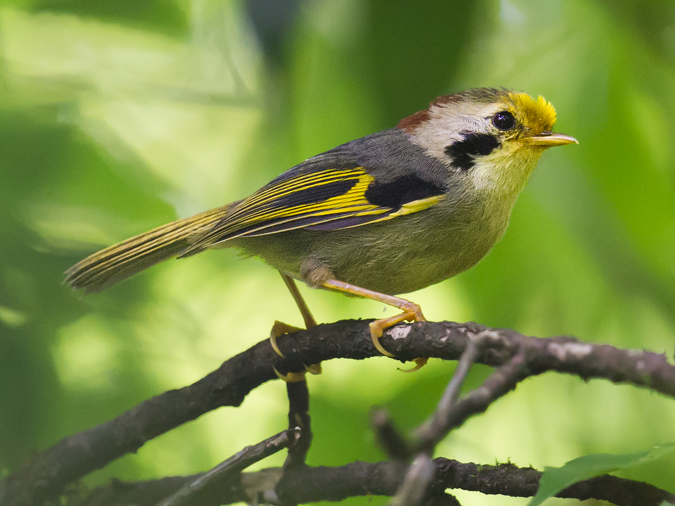 Golden-fronted Fulvetta