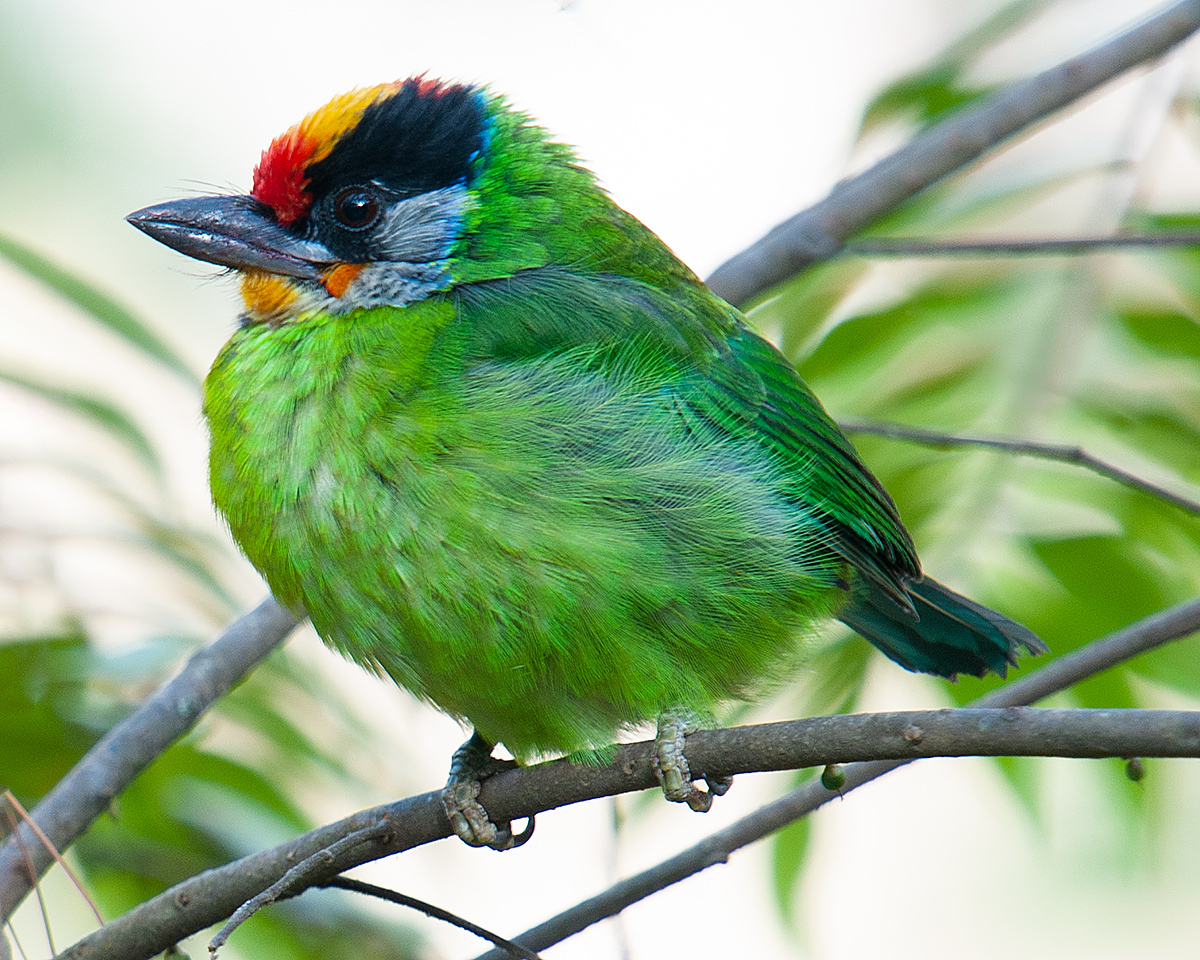 Golden-throated Barbet