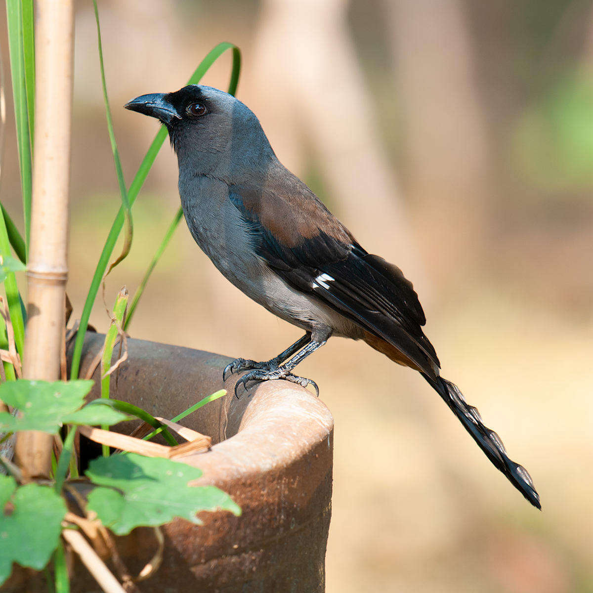 Grey Treepie