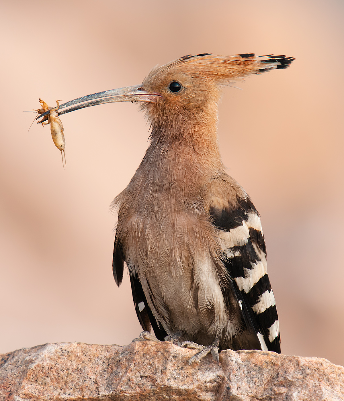 Eurasian Hoopoe