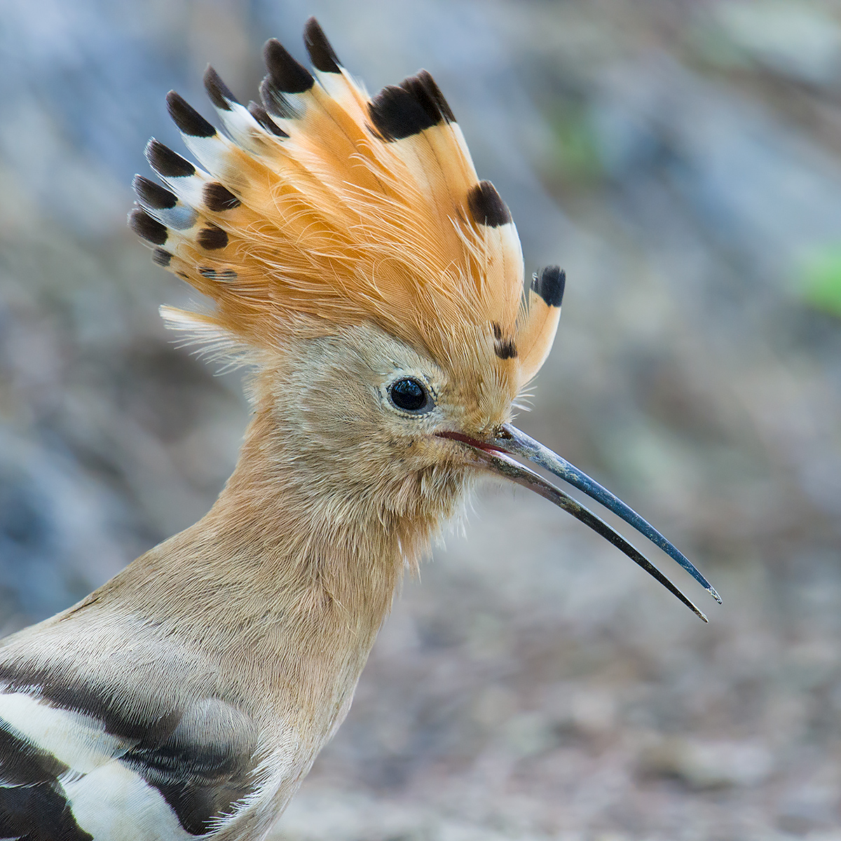 Eurasian Hoopoe