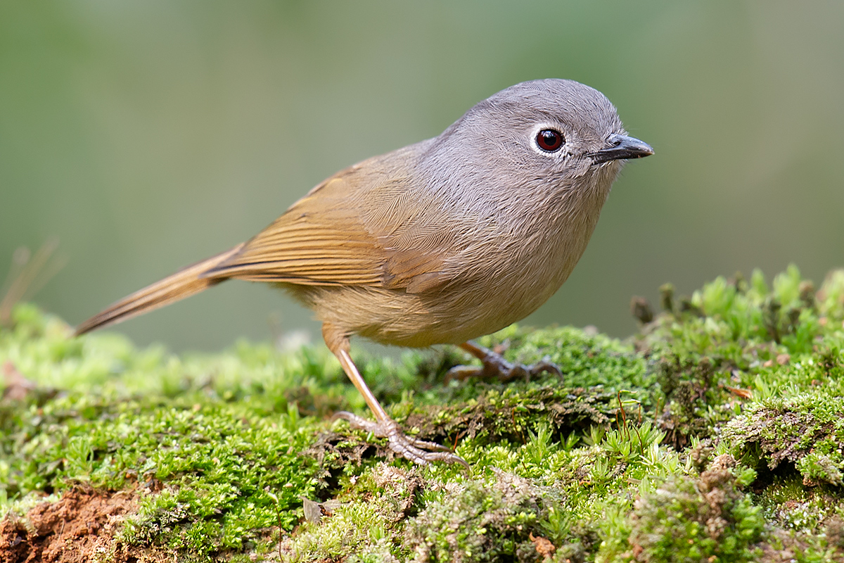 Red-flanked Bluetail - Shanghai Birding 上海观鸟