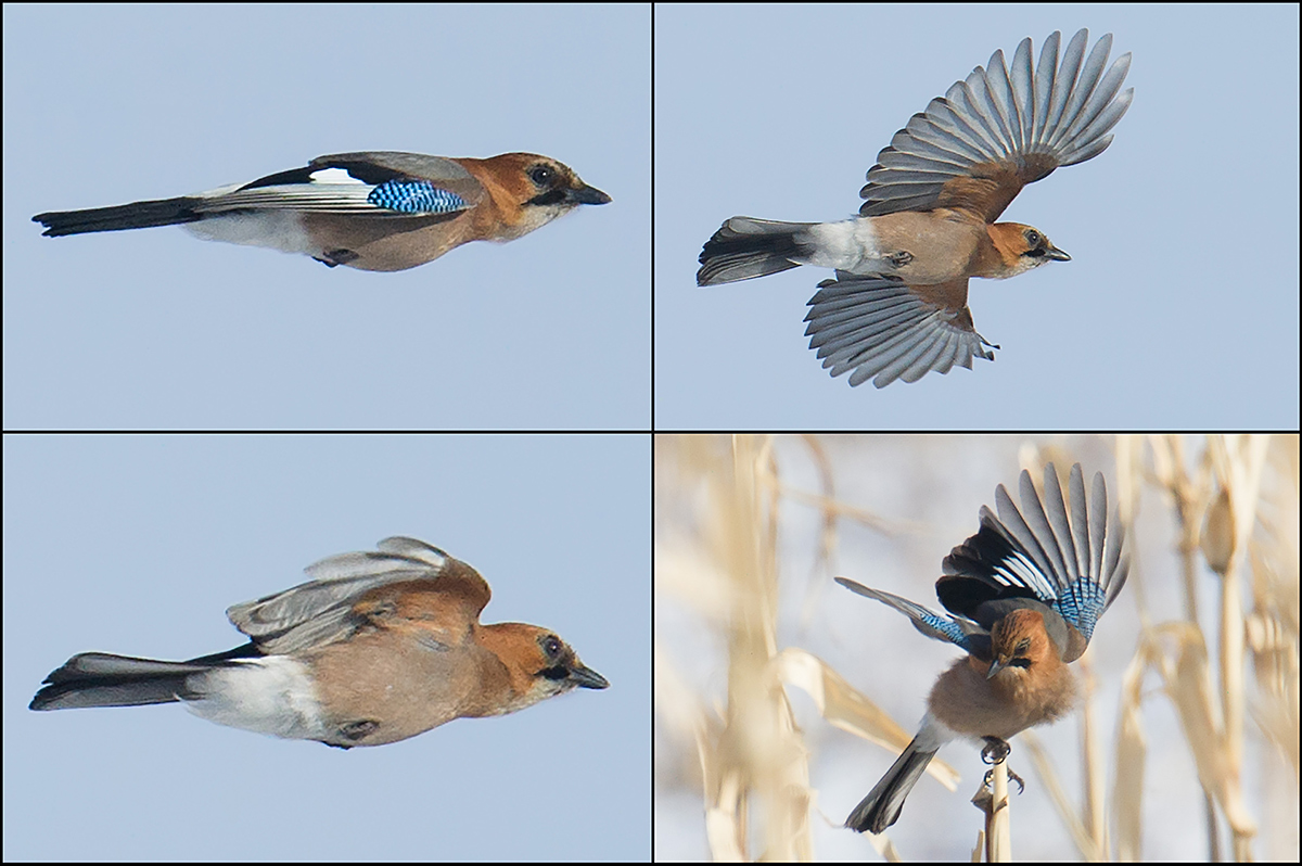 Eurasian Jay